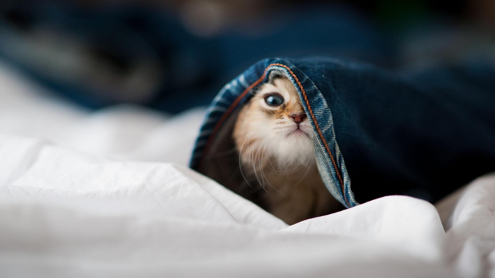 西甲球员赛后心率变异性监测指导训练恢复,心率变异性参数正常值