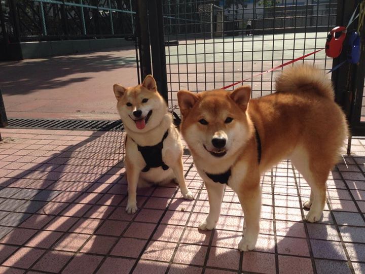 “天府新区沙滩赛场：沙滩手球展现极速与力量”
