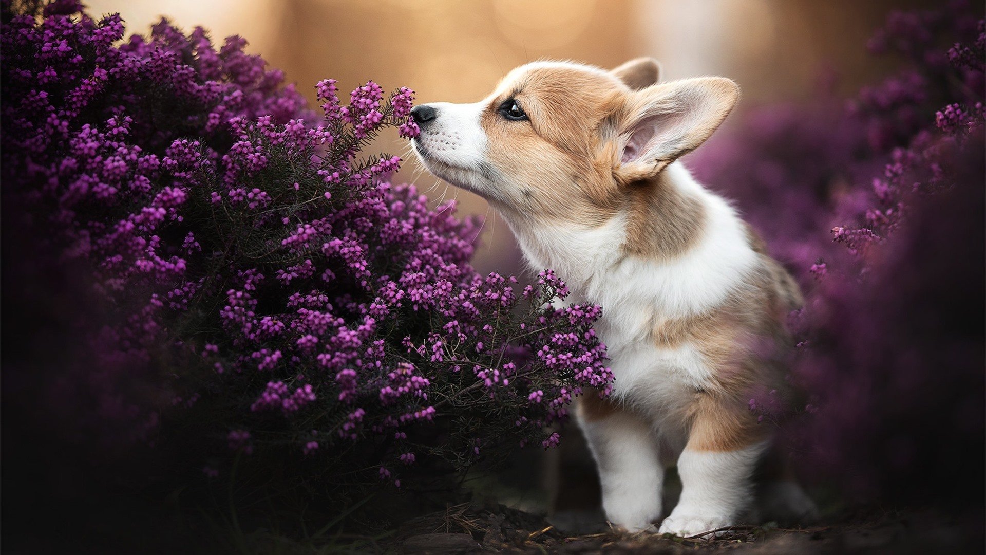 kaiyun开云·官方网站-中超联赛中国青年队战胜 球员状态回暖明显，中超为什么派青年队