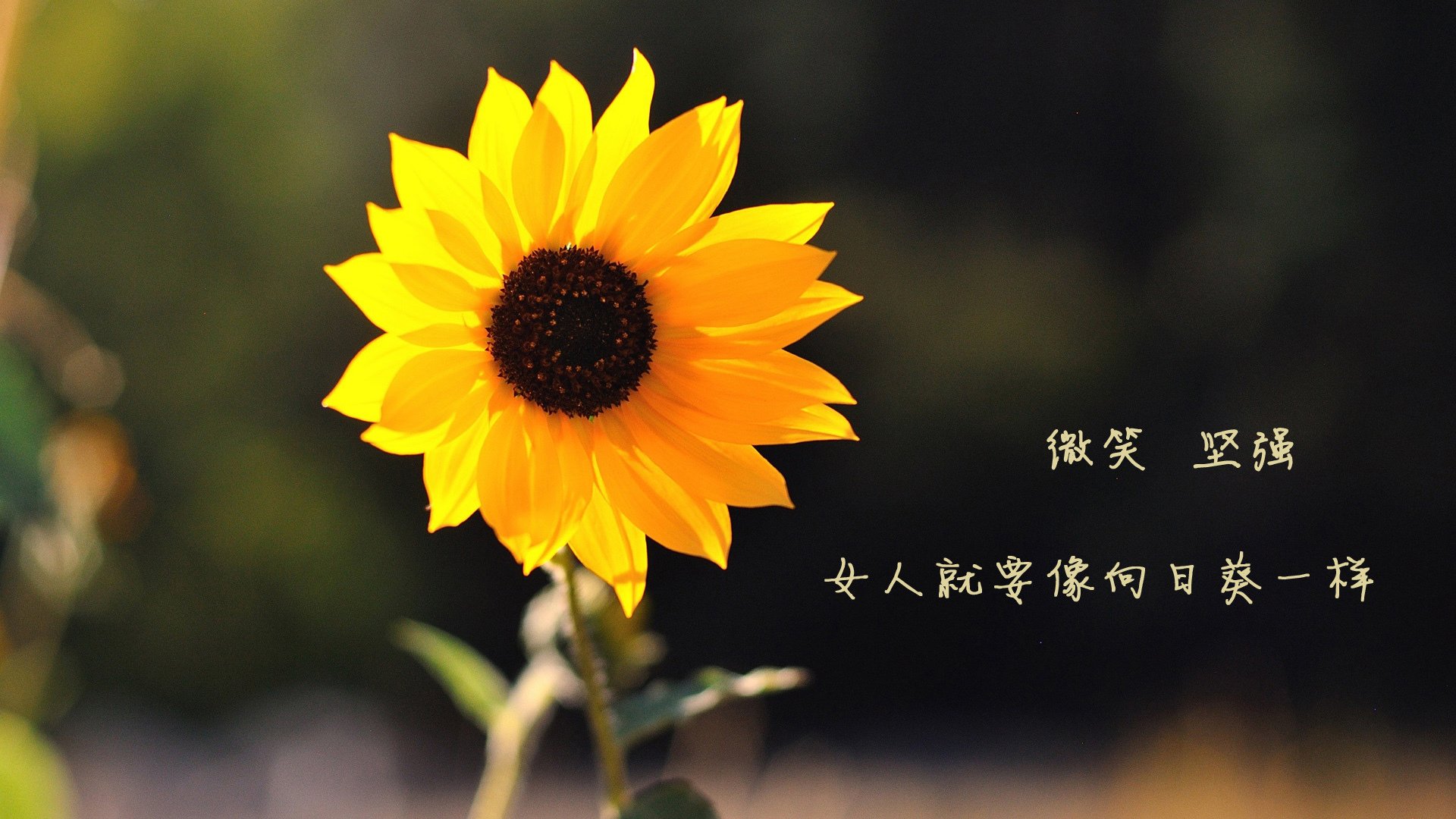 博卡战术设计需引入现代数据分析辅助，博卡式步枪