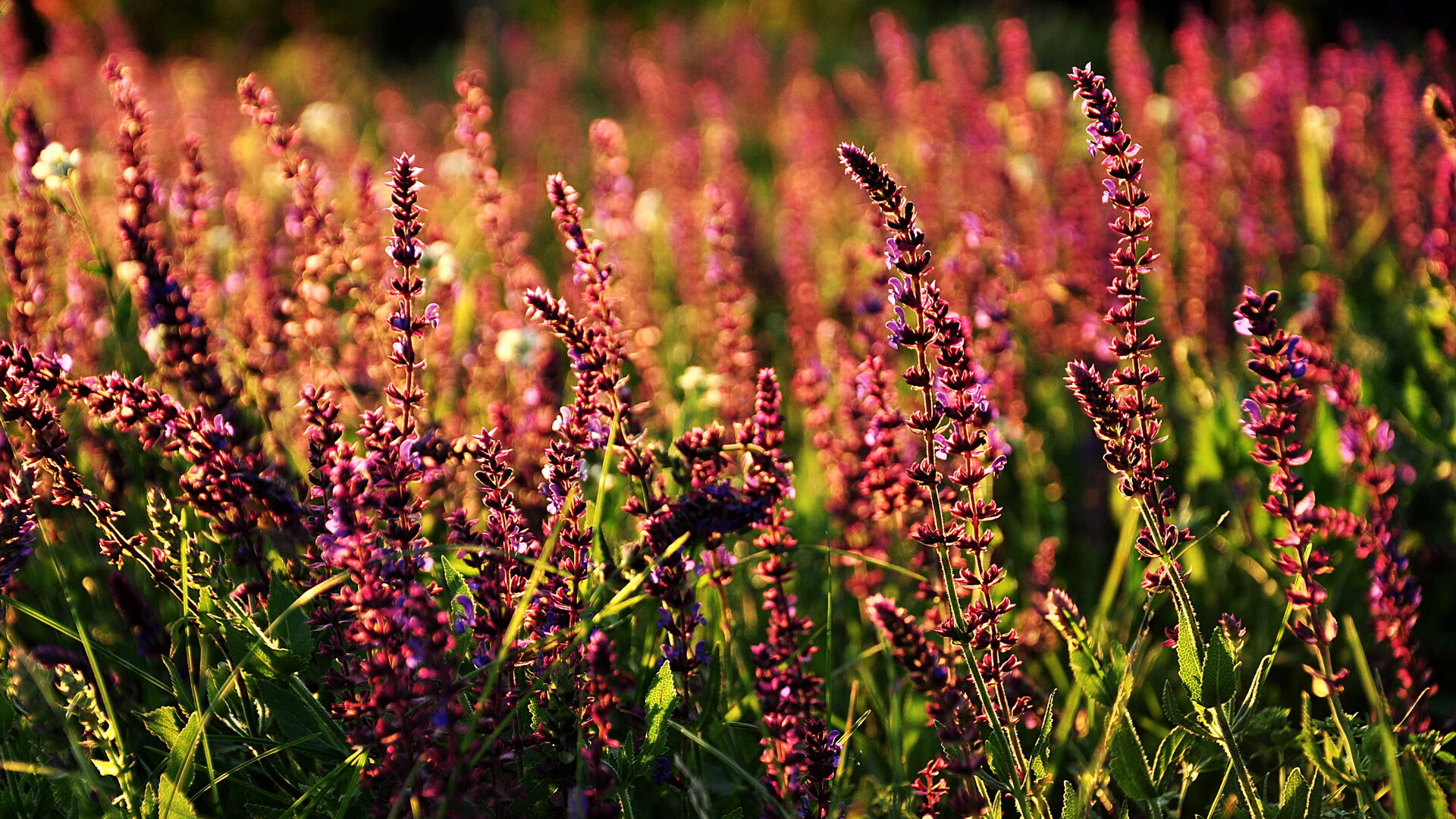 印度队在2024年世界杯赛场上强势崛起的背后故事,印度世界杯退赛