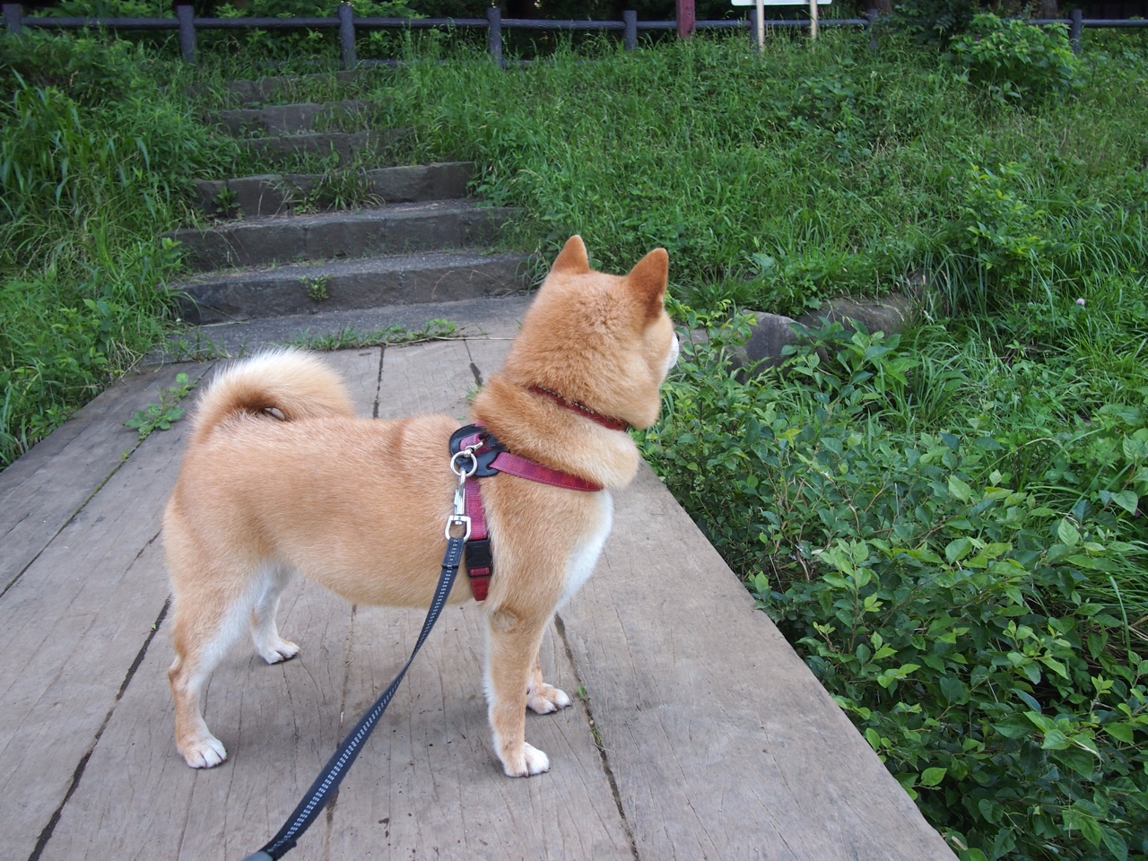 开云官网-球队重启客场表现与球迷氛围的关联趋势，球队主客场