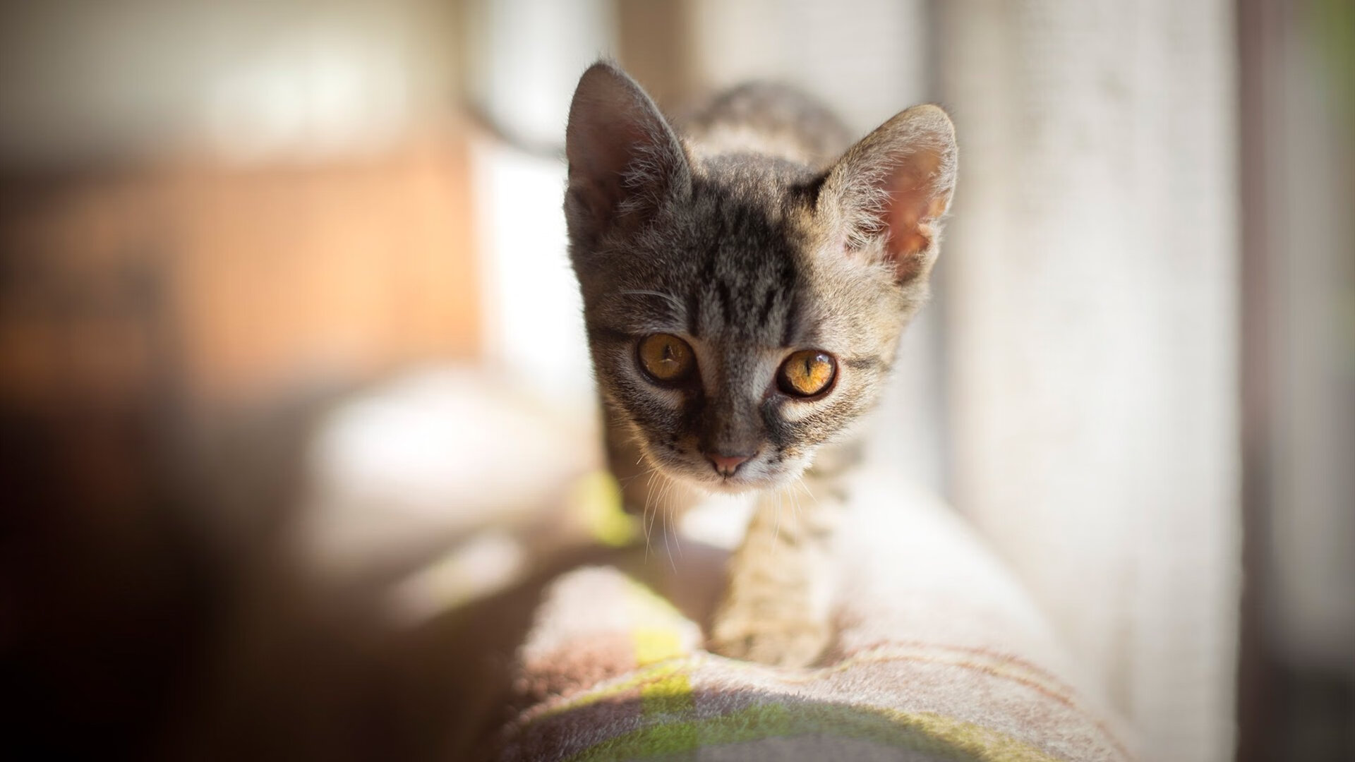 防守选择包夹与护框的优劣对比，包夹防守英文