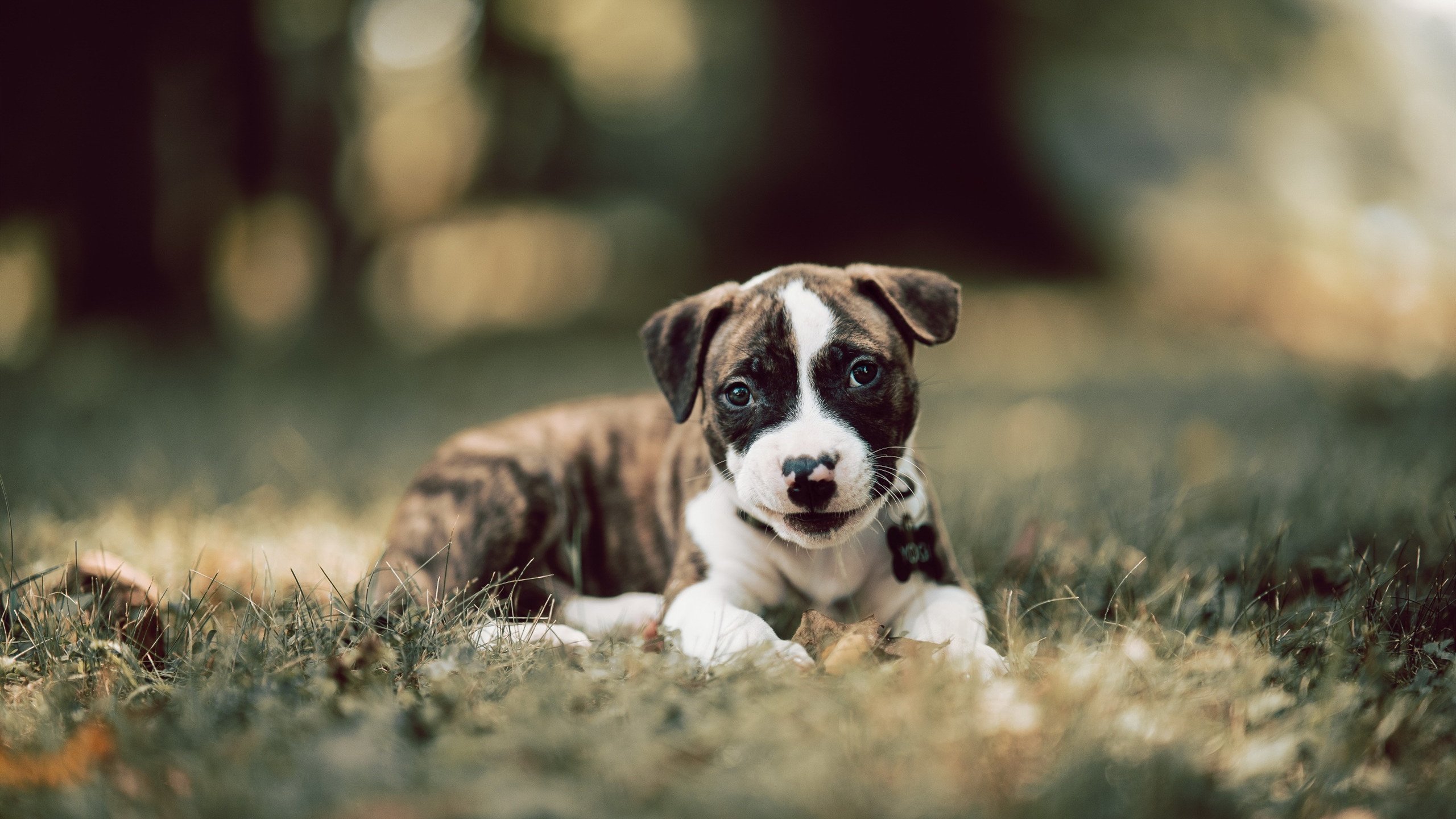 中国足球青少年训练营招生规模扩大,青少年足球培训招生