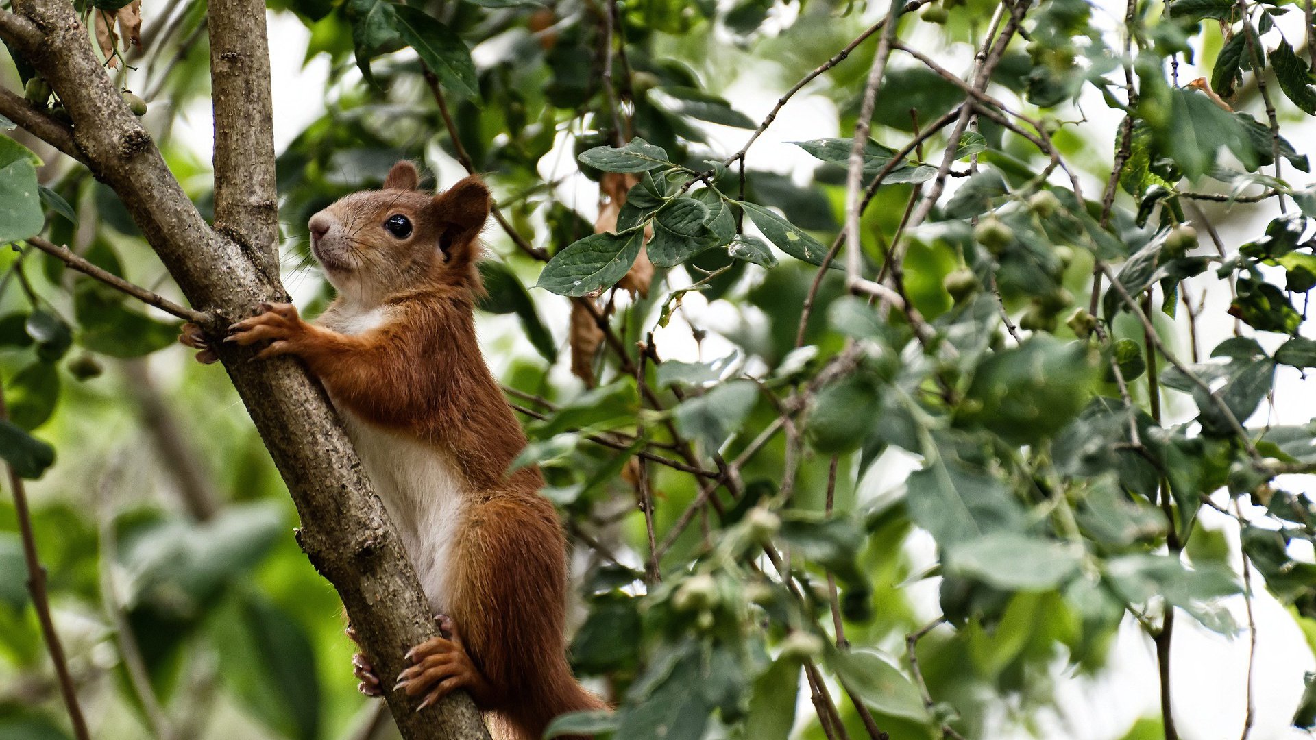 埃及男篮在非洲锦标赛中夺冠，篮球运动持续发展