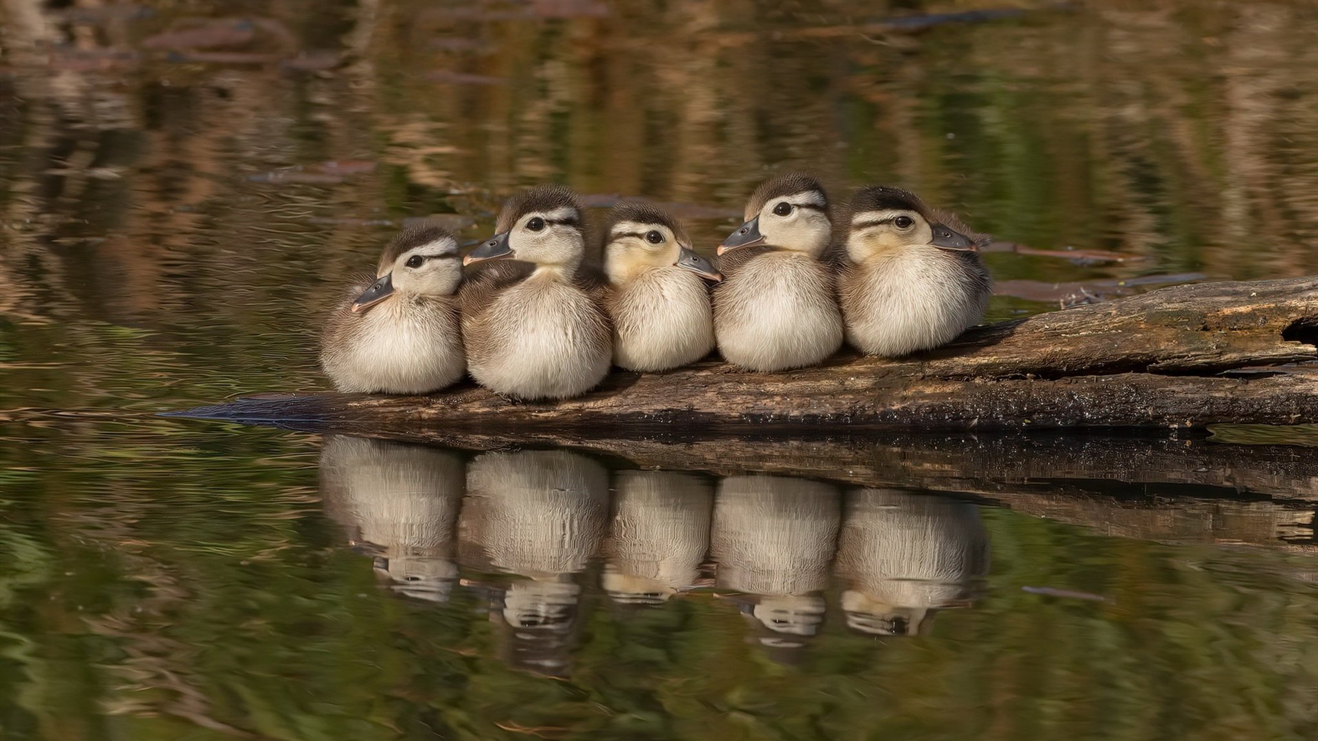法甲年轻力量：新星崭露头角，未来可期！，法甲年度最佳阵容