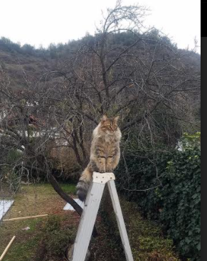 水球比赛朝鲜女队拼搏精神可嘉,女子水球国家队
