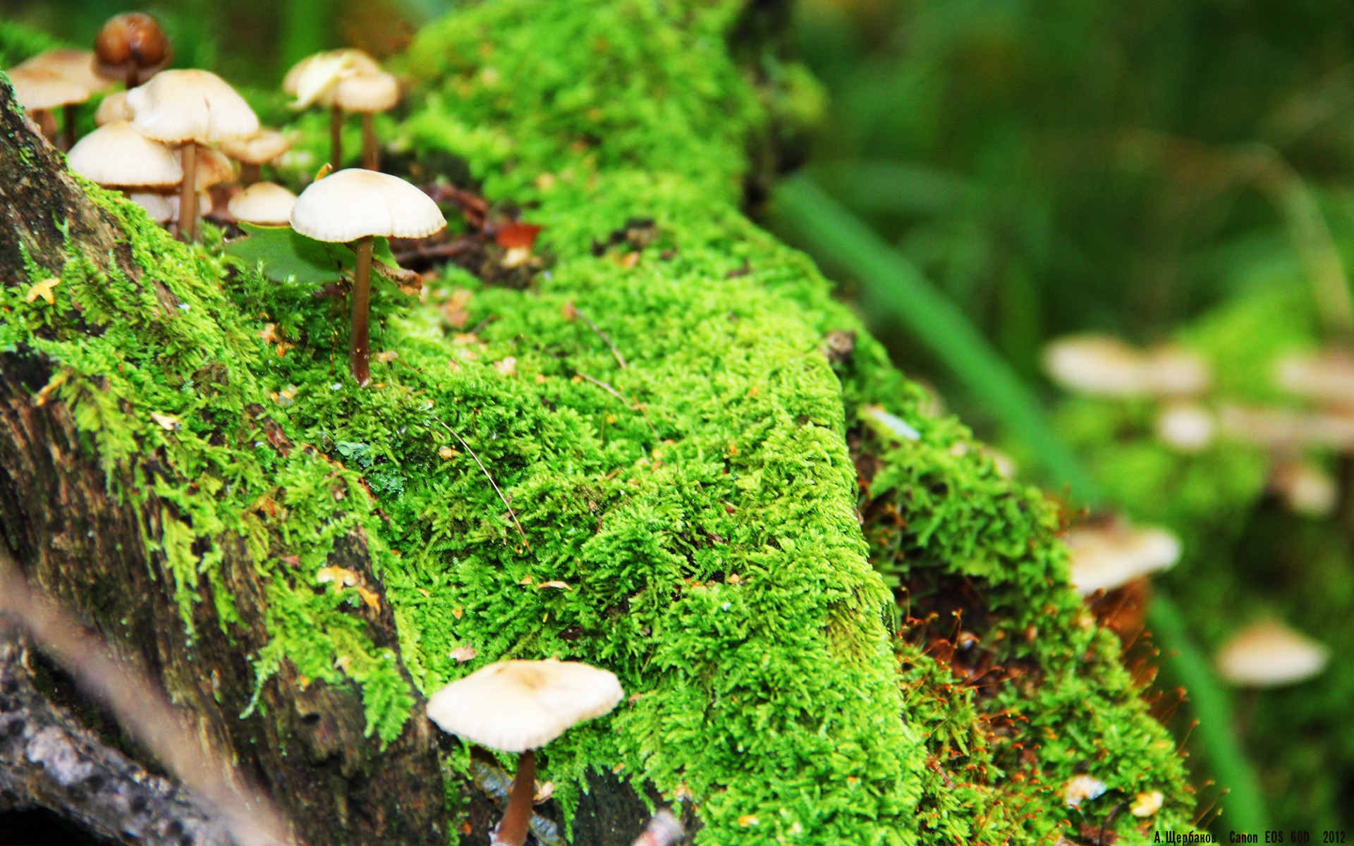 开云中国-瑞·弗兰：用强大的爆发力和敏捷的跑动让对手防不胜防，瑞弗兰价格对比