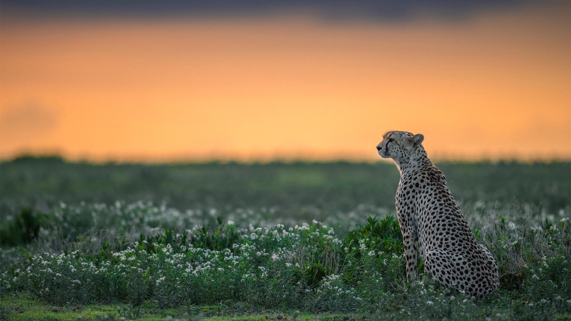 自由泳预赛突尼斯多人晋级，自由泳2021
